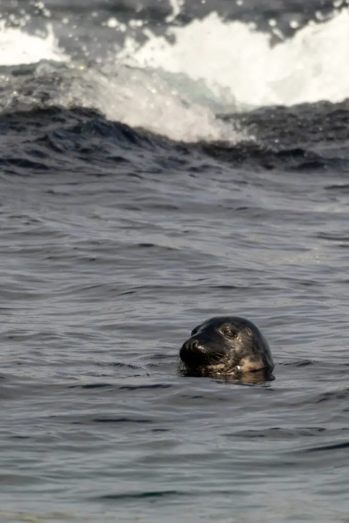 Seal The Deal!