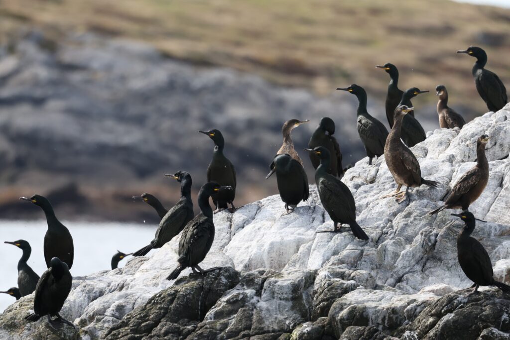 Shag Gathering