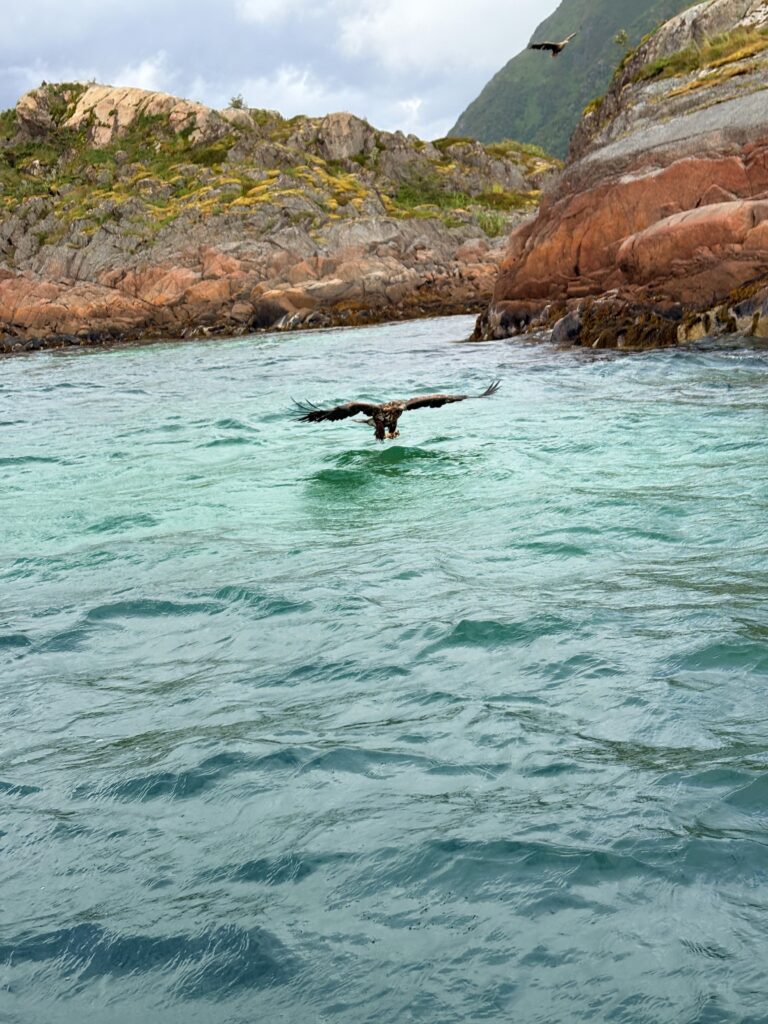 Fishing Eagle