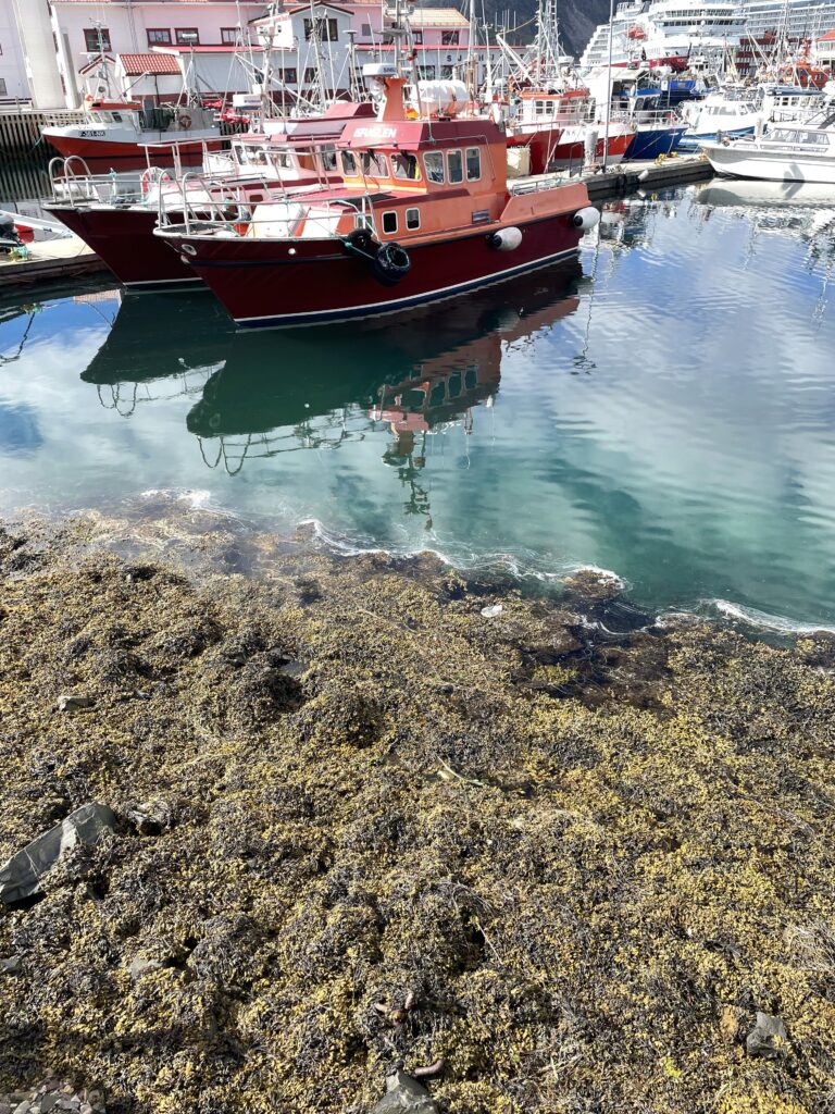Harbour View