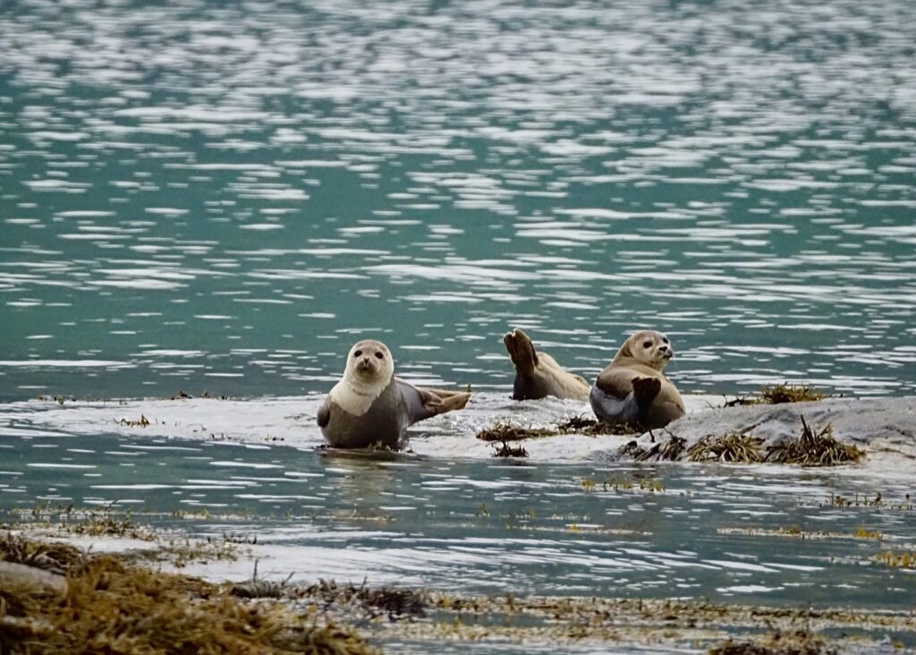 Seal Of Approval. Senja