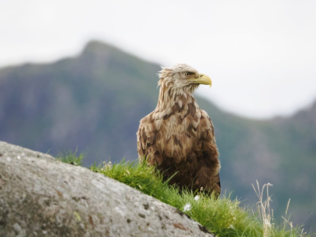 Seeadler Im Trollfjord