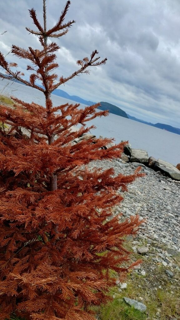 Die Nördlichste Nordmanntanne