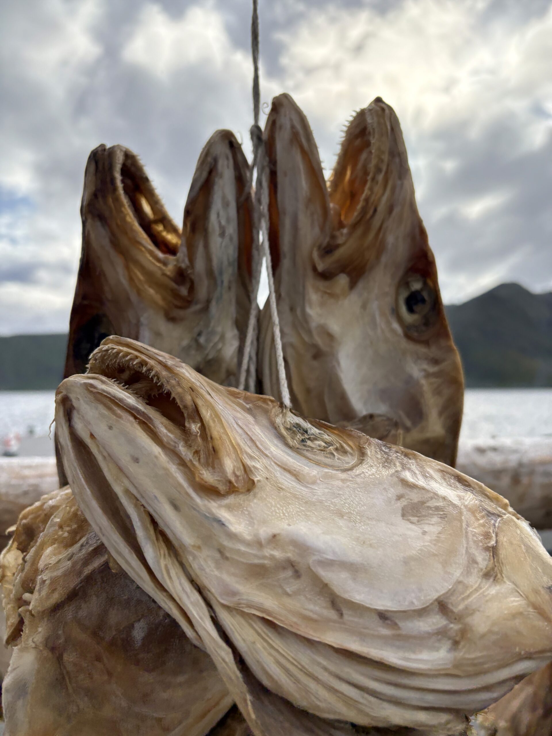 Fisch Für Nicaragua