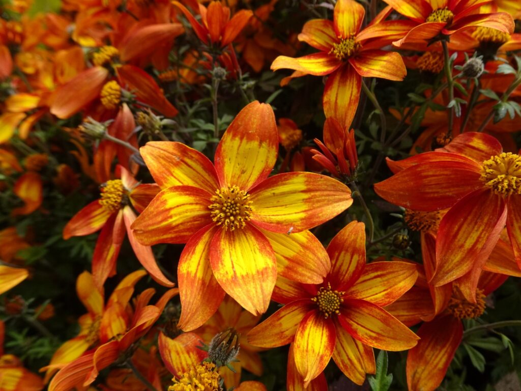 Tromsø’s Flowers