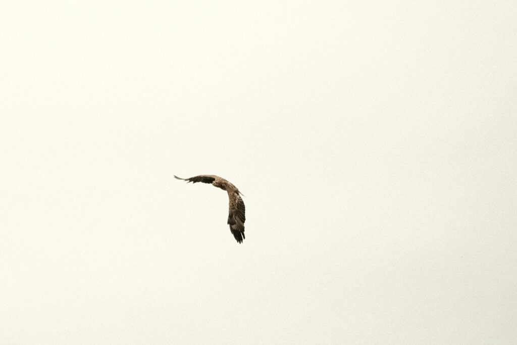 Eagle #2