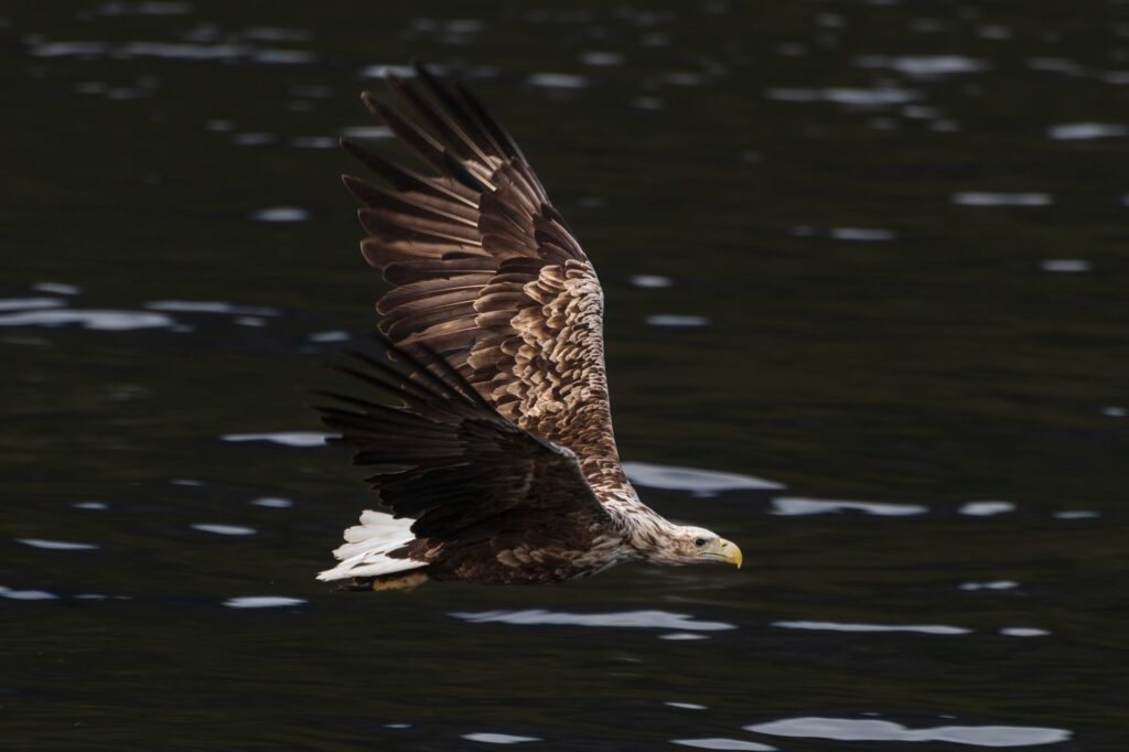 Fly Like An Eagle