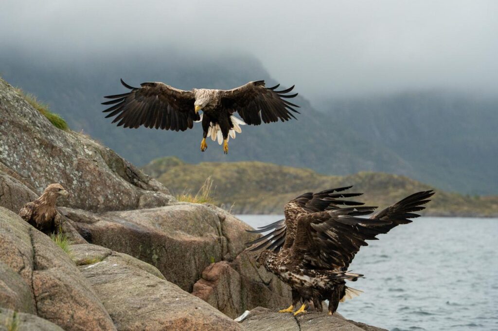 #Landing