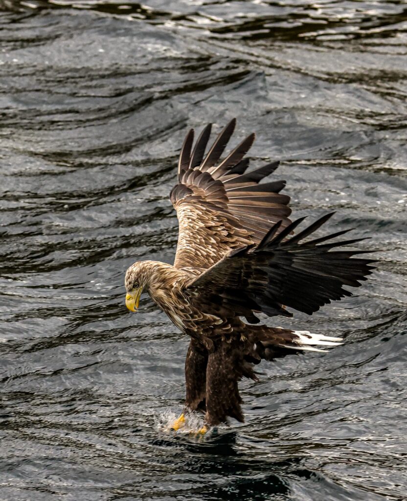 Fishing Eagle