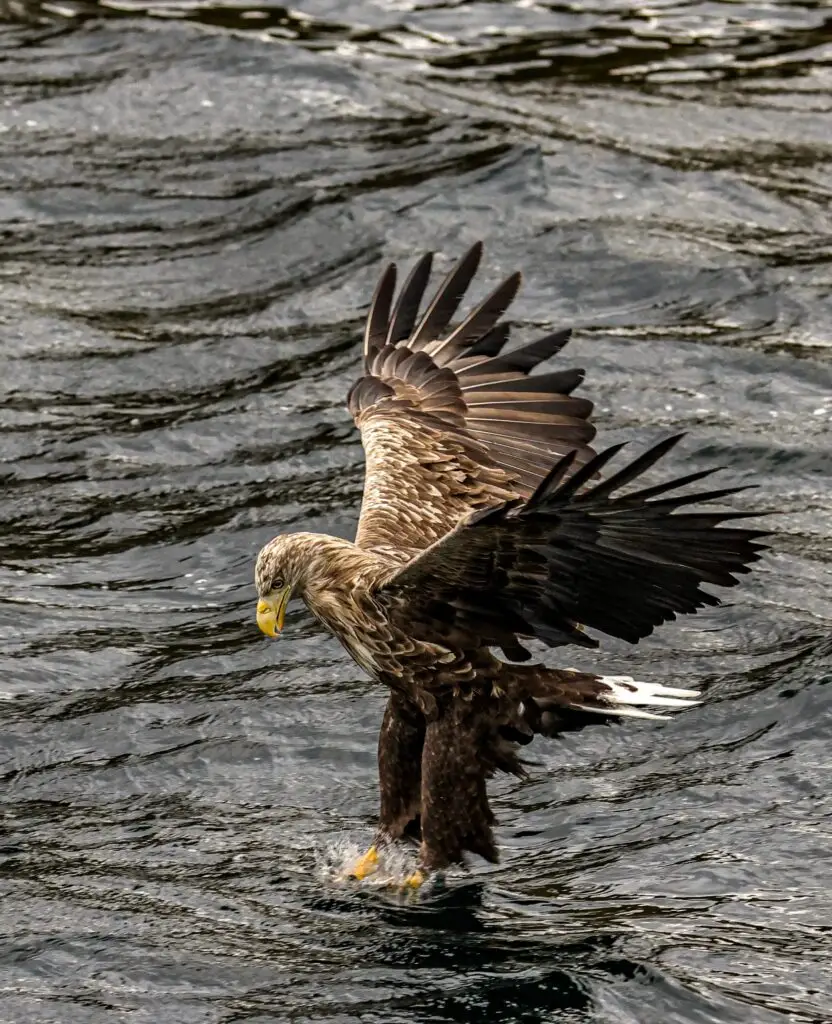 Fishing Eagle