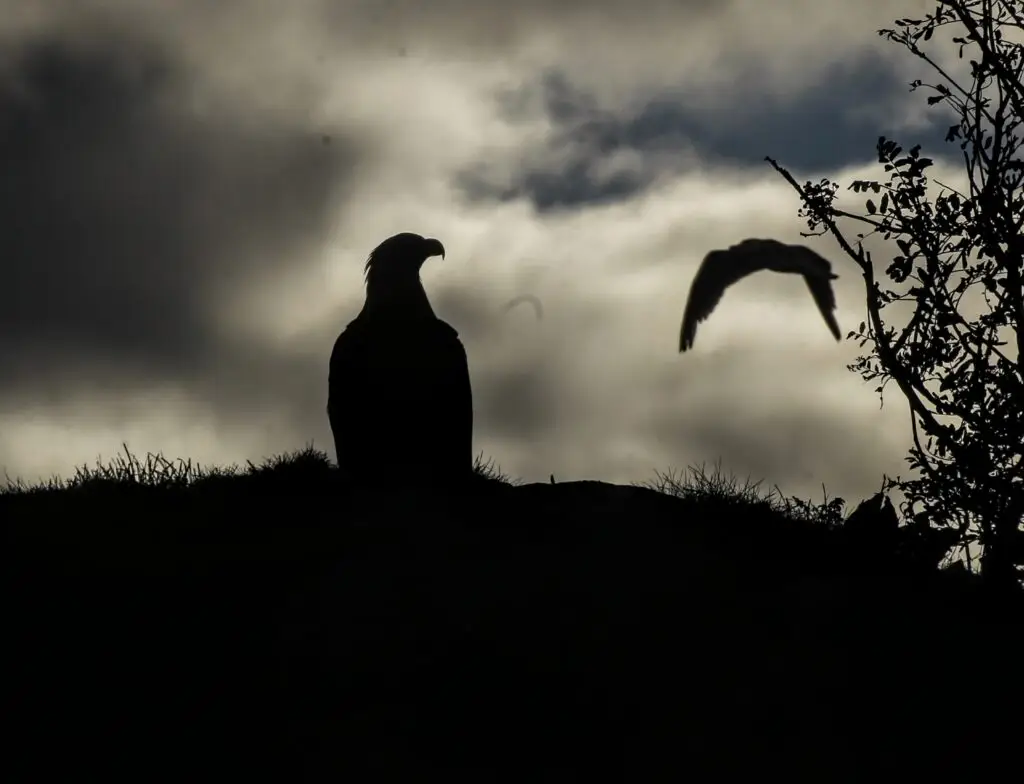 Sea Eagles