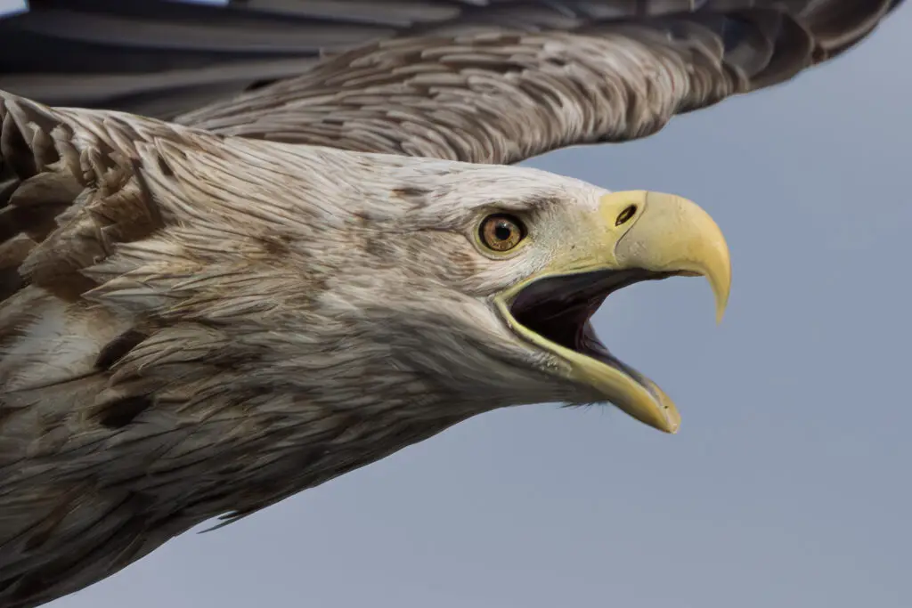 White-tailed sea eagle in flight