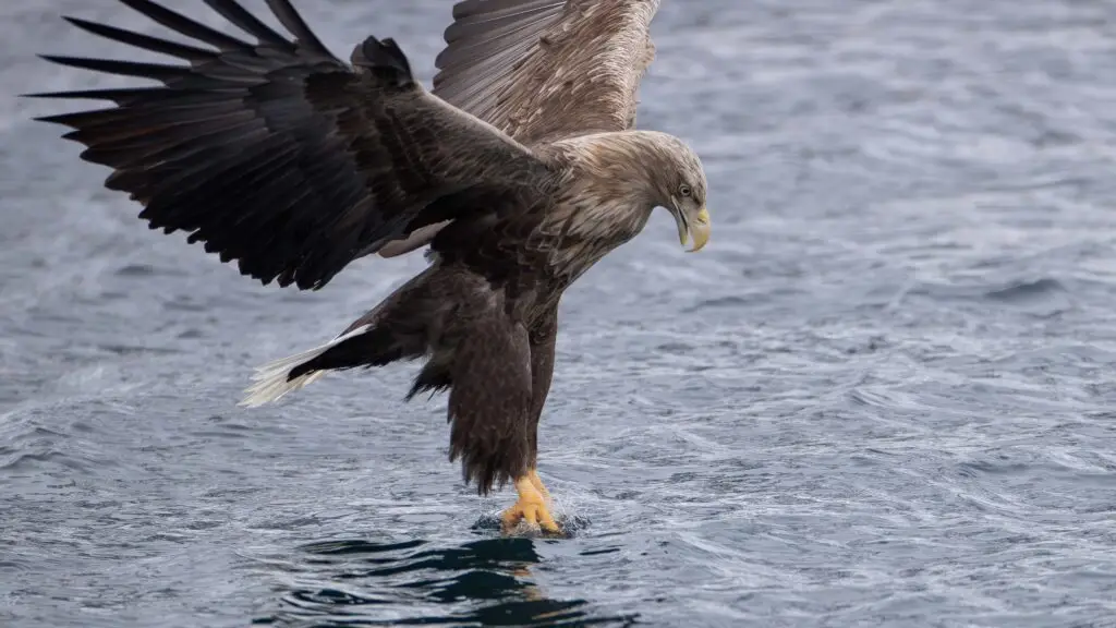 White-tailed sea eagle in flight