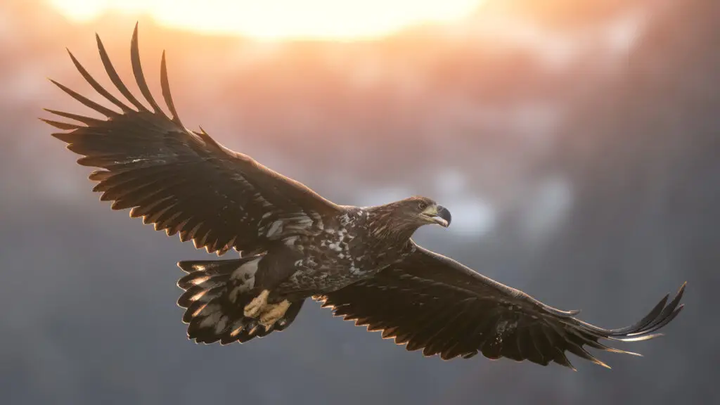 Sea eagle at sunset between the mountains
