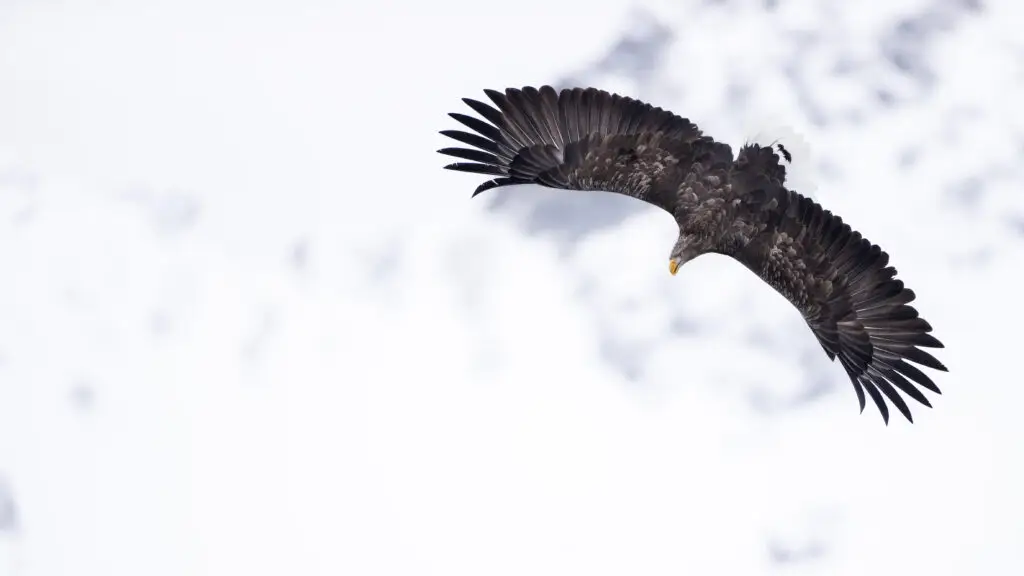 Sea eagle against a snow-covered mountain